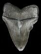 Juvenile Megalodon Tooth - Serrated Blade #56604-1